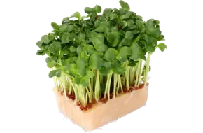 Daikon cress single